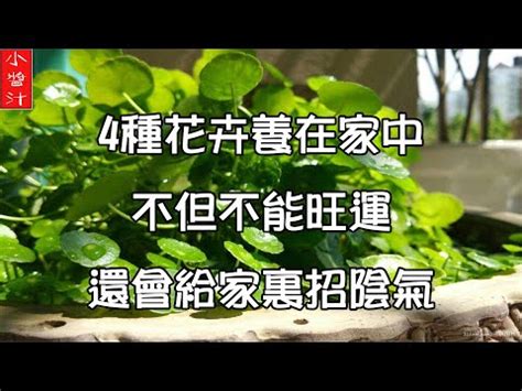 石蓮花風水|石蓮花功效：平肝、涼血、治肝病、肝硬化、高血壓、尿酸、痛風。